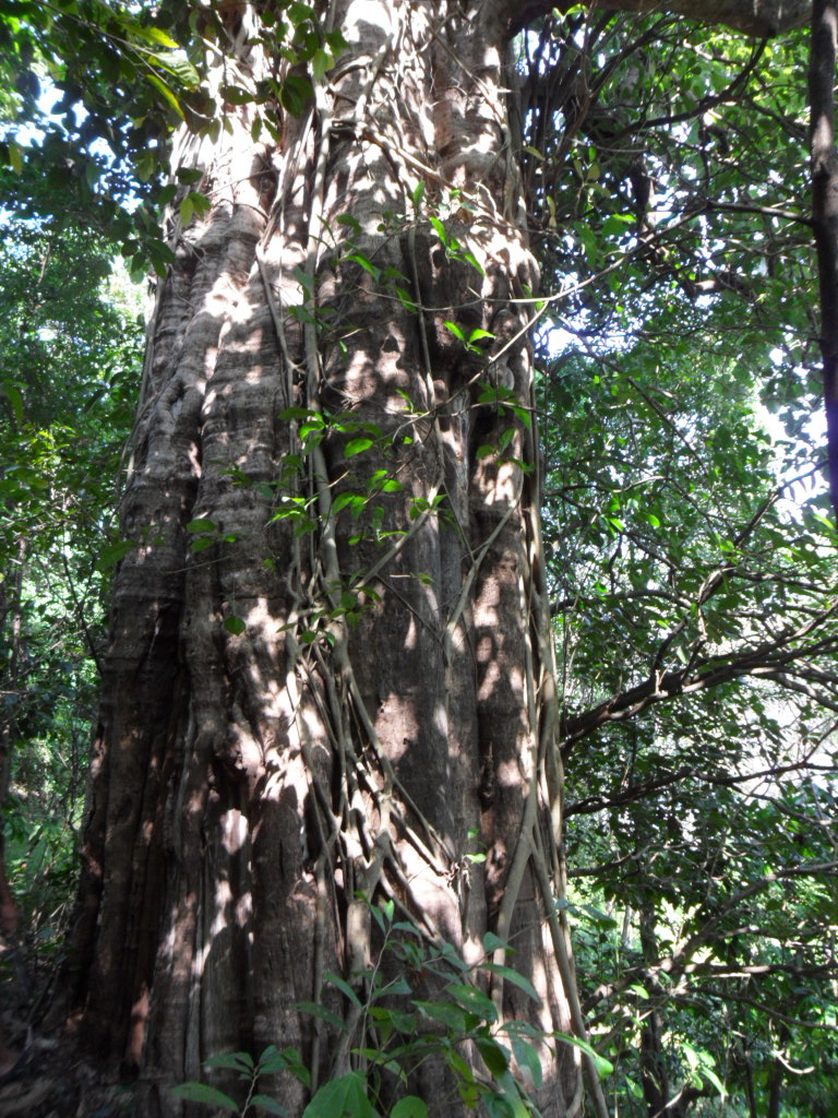 Kannimara Teak Tree