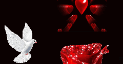 Red Rose