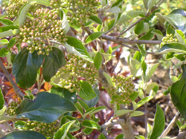 Vegetal Art La Minute Jardin Sur France Bleu Berry Societe D