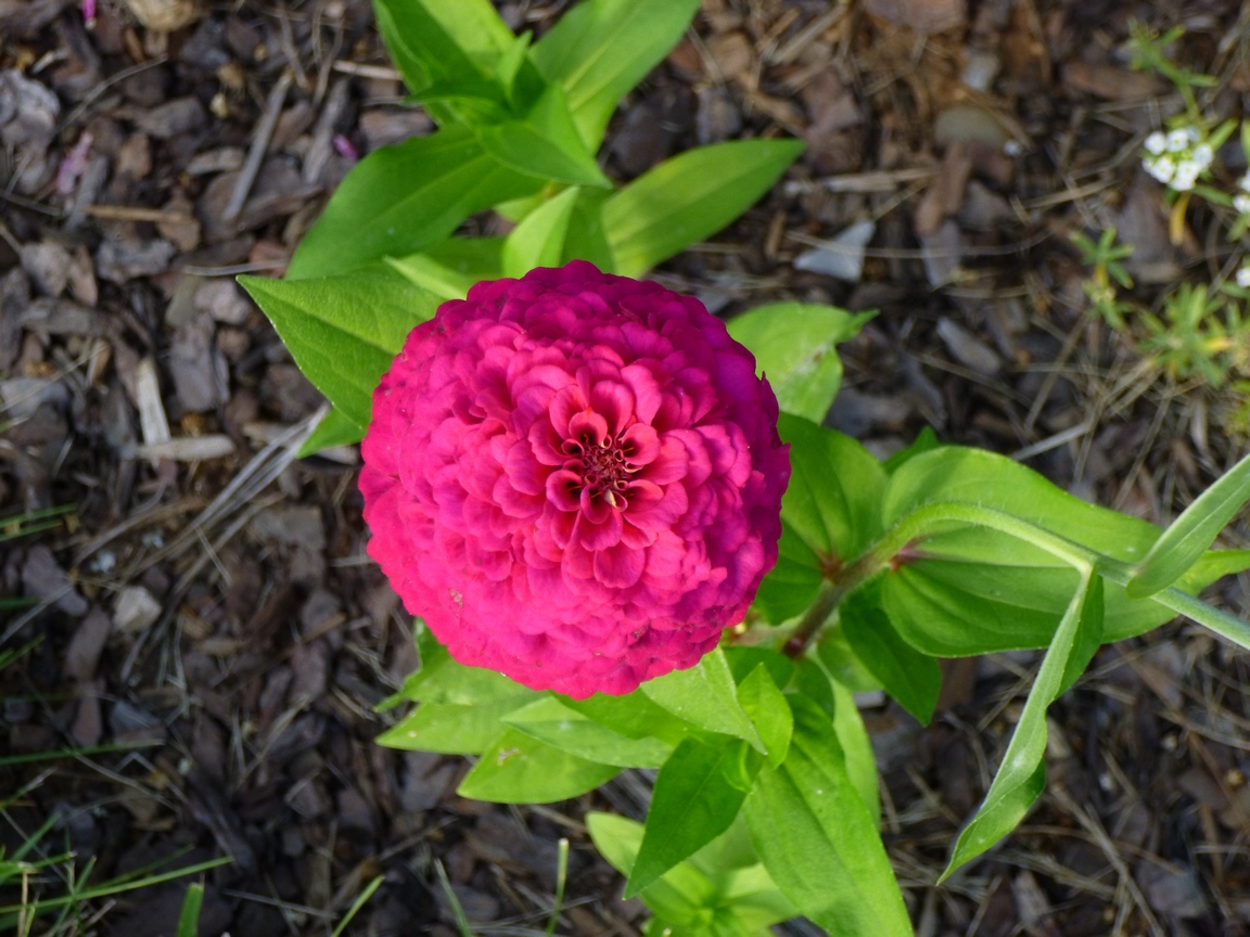 B D Lilies Garden Blog Everlasting Hydrangeas Bloom All Summer