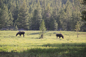 Moose in the Bighorns
