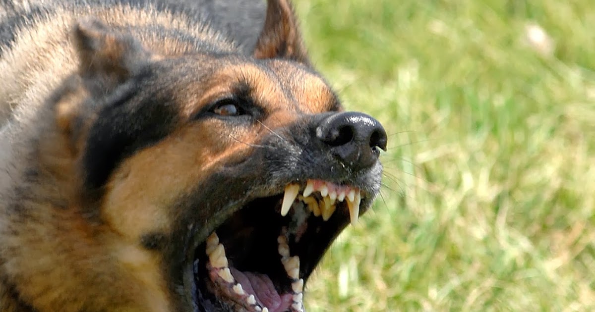 Köpekler Hakkında Herşey KÖPEKLER NEDEN HAVLAR?