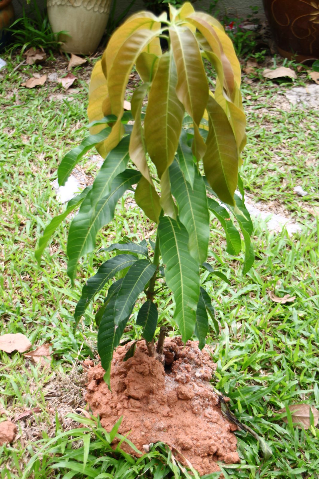 Journey Of My Garden: Mango Trees