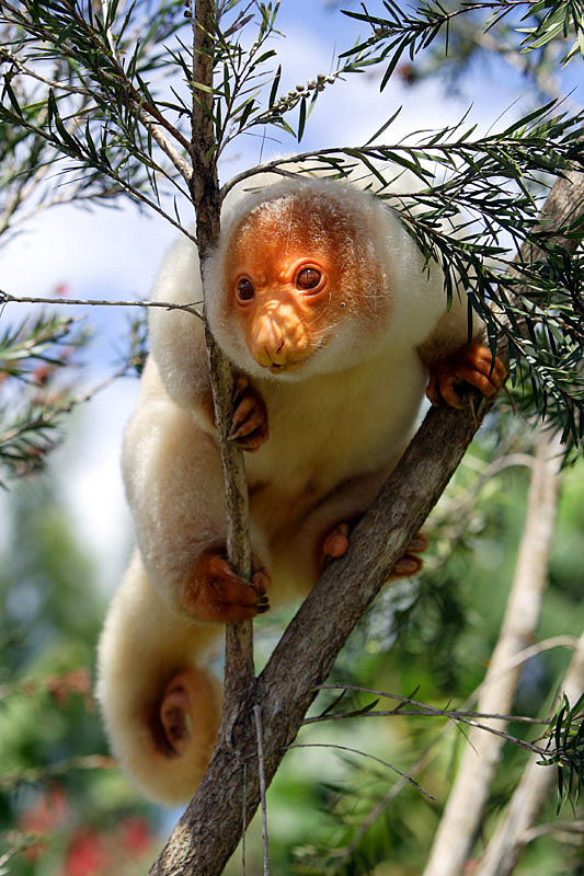 The Wild Life Review The Cuscus