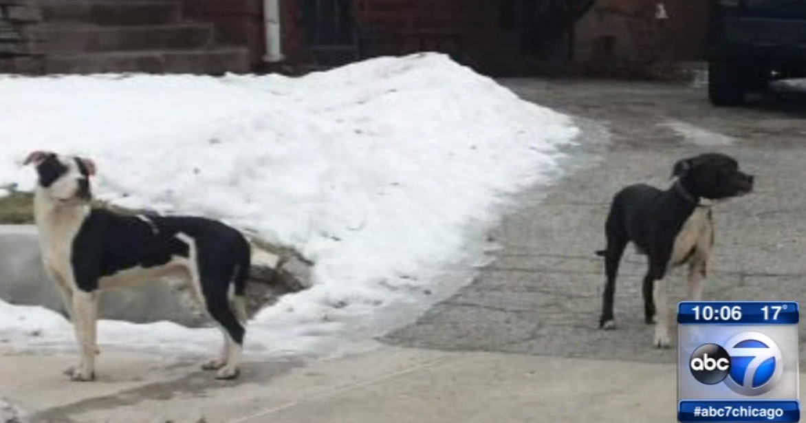 Pit Bull Attacks and Dogfighting in Illinois Jan 20, 2014 Pit bull