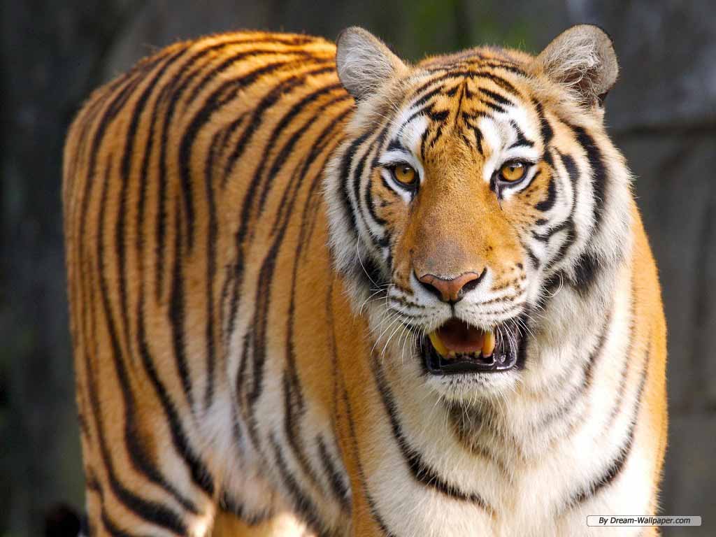 HQ Wallpapers: South China Tiger Pictures