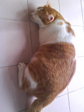 ~ oyen gendut ~