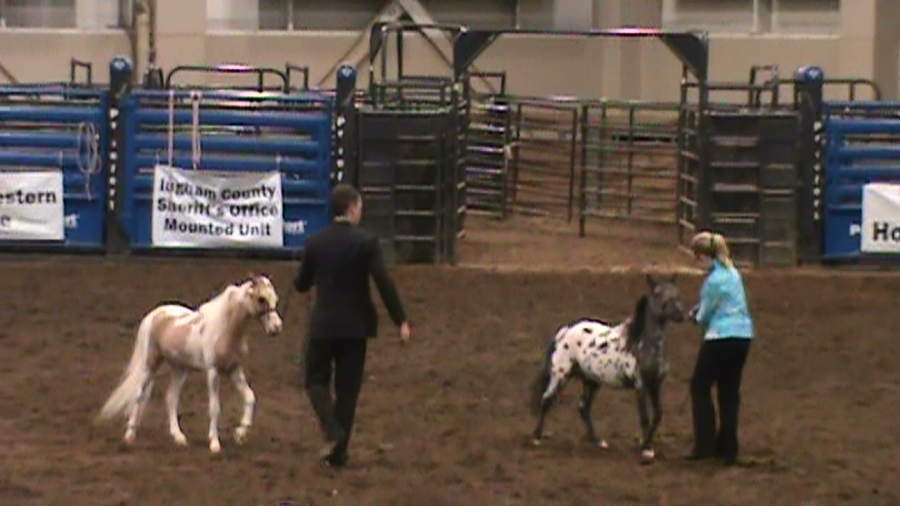 Adventures with Shyloh msu stallion expo
