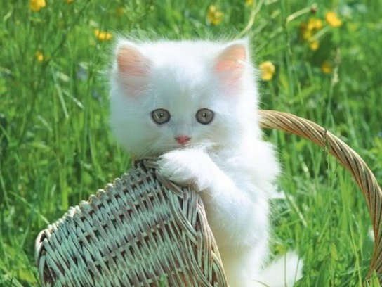 W4llp4per Top Cat Hd Wallpaper Cats Beautiful Pictures