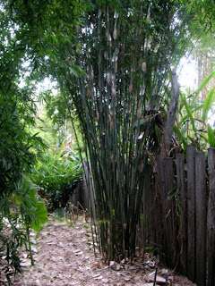 Albo Striata from bamboo creations victoria