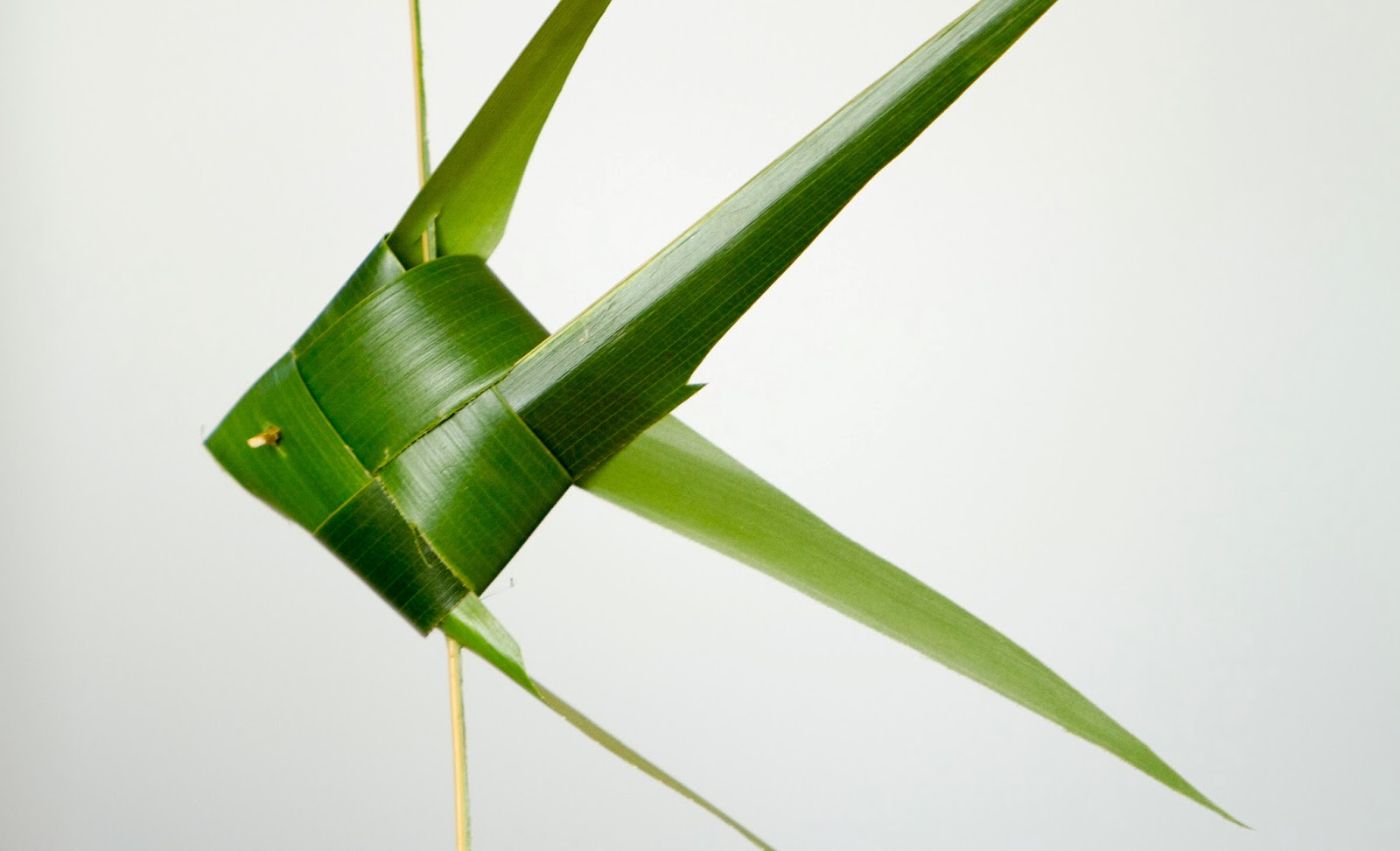 ANGEL FISH COCONUT LEAF PATTTERN CURRICULUM