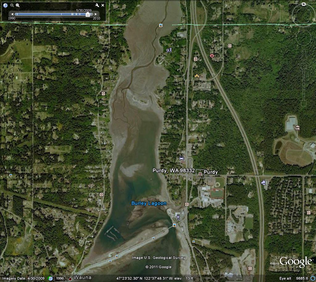 Protect Our Shoreline News Geoducks in Burley Lagoon, Purdy