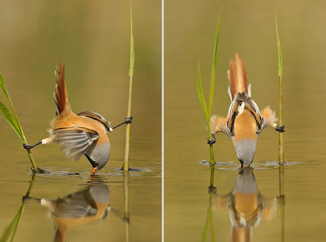 Lindas criaturas jugueteando alrededor de los bosques de Holanda