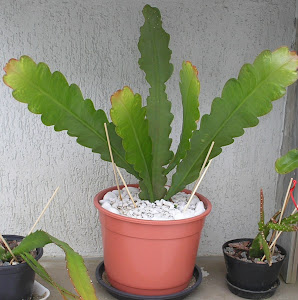 vaso com planta de cactus orquídea epiphyllum