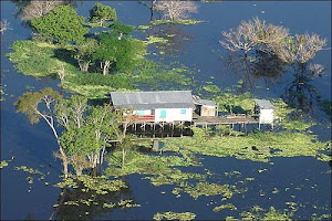 Paisagem amazonica