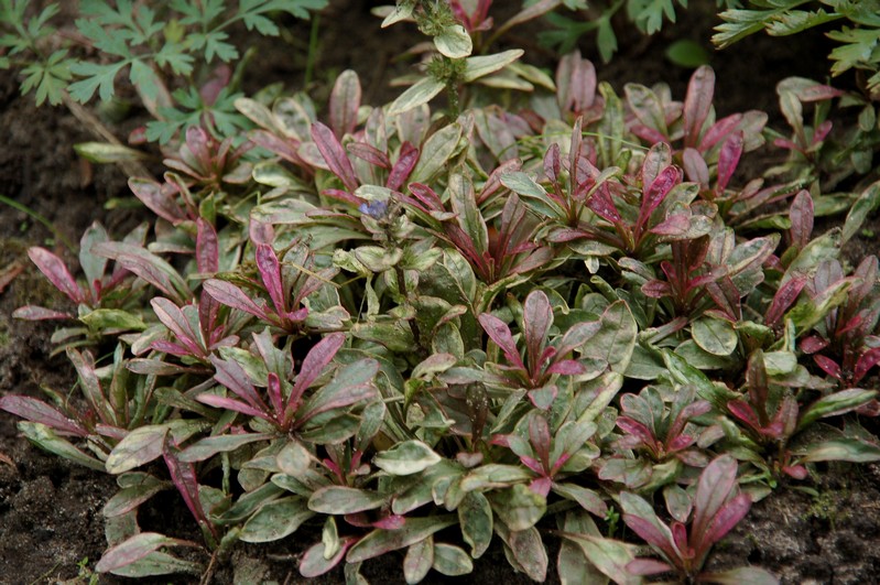 Mój ogród Dąbrówka 'Toffee Chip' (Ajuga x tenorii)