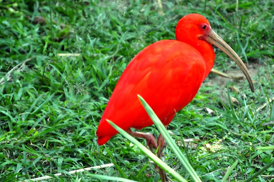 ECOLOGIA CAPIXABA