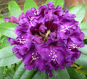Rhododendron. in the garden. Posted by Eirene at 16:32