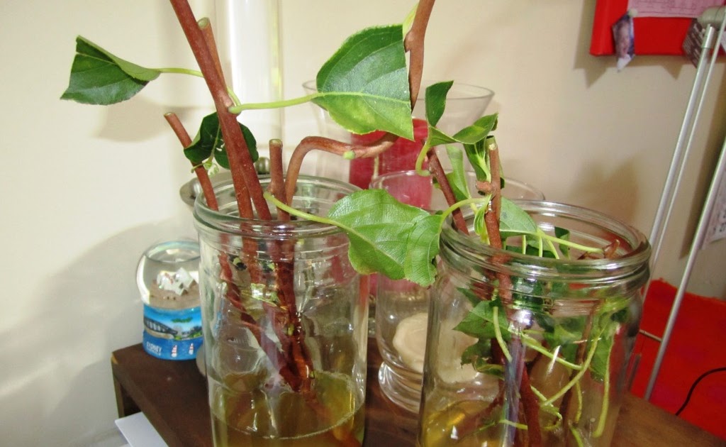 The Duck Herder kiwi cuttings plants for FREE