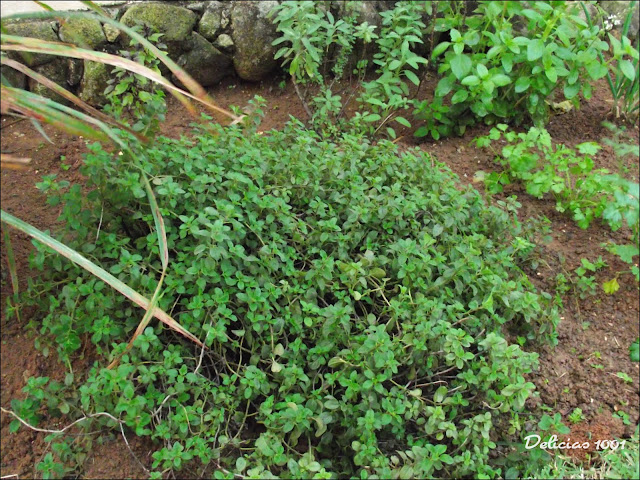 horta jardim e pomarManjerona, manjericão roxo e italiano e horta jardim e pomarManjerona, manjericão roxo e italiano e