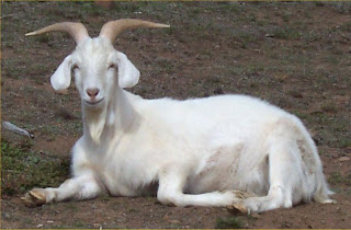 Beautiful Goats Pictures