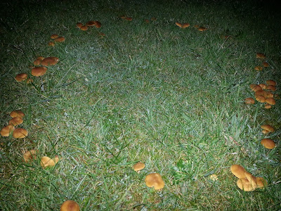 Angie S Garden Diaries