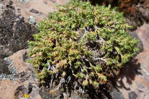 Paronychia ubinensis, nueva especie para la ciencia en Ubinas y Yunga, Moquegua, Peru