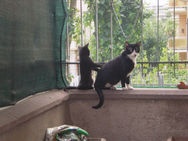 I miei gatti adottati al canile della Muratella 5 cosetta2