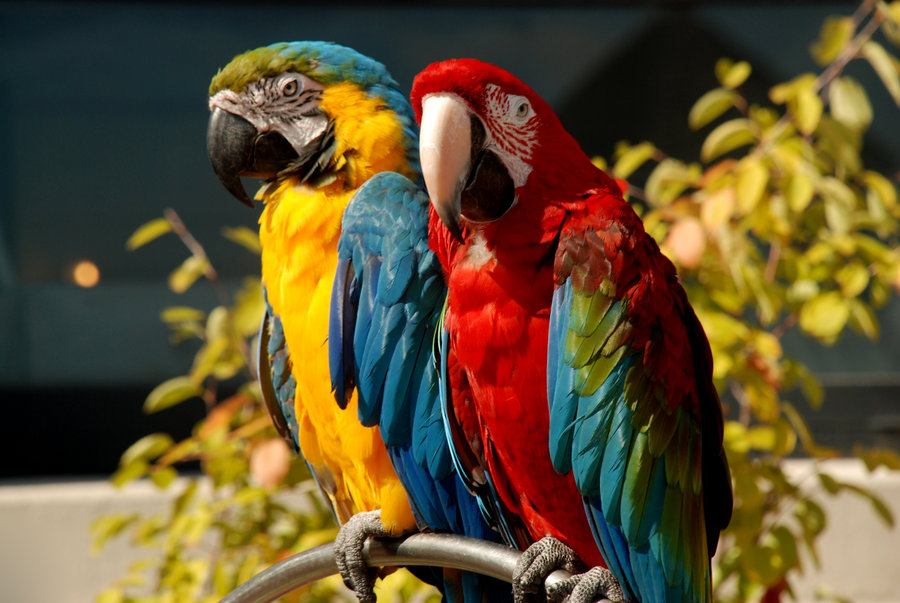 parrot full hd wallpapers parrot wallpapers parrot hd desktop