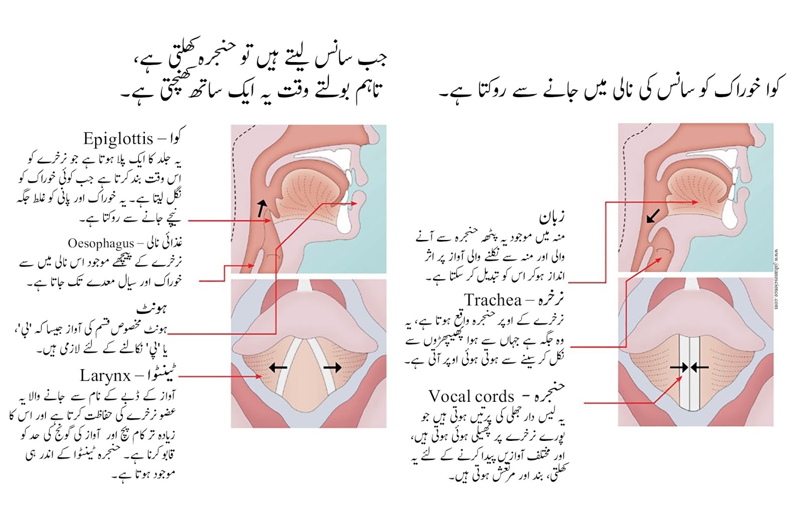 Lol Meaning In Urdu, Zor Ki Hansi زور کی ہنسی