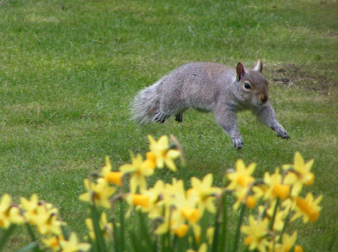 American Grey Squirrel