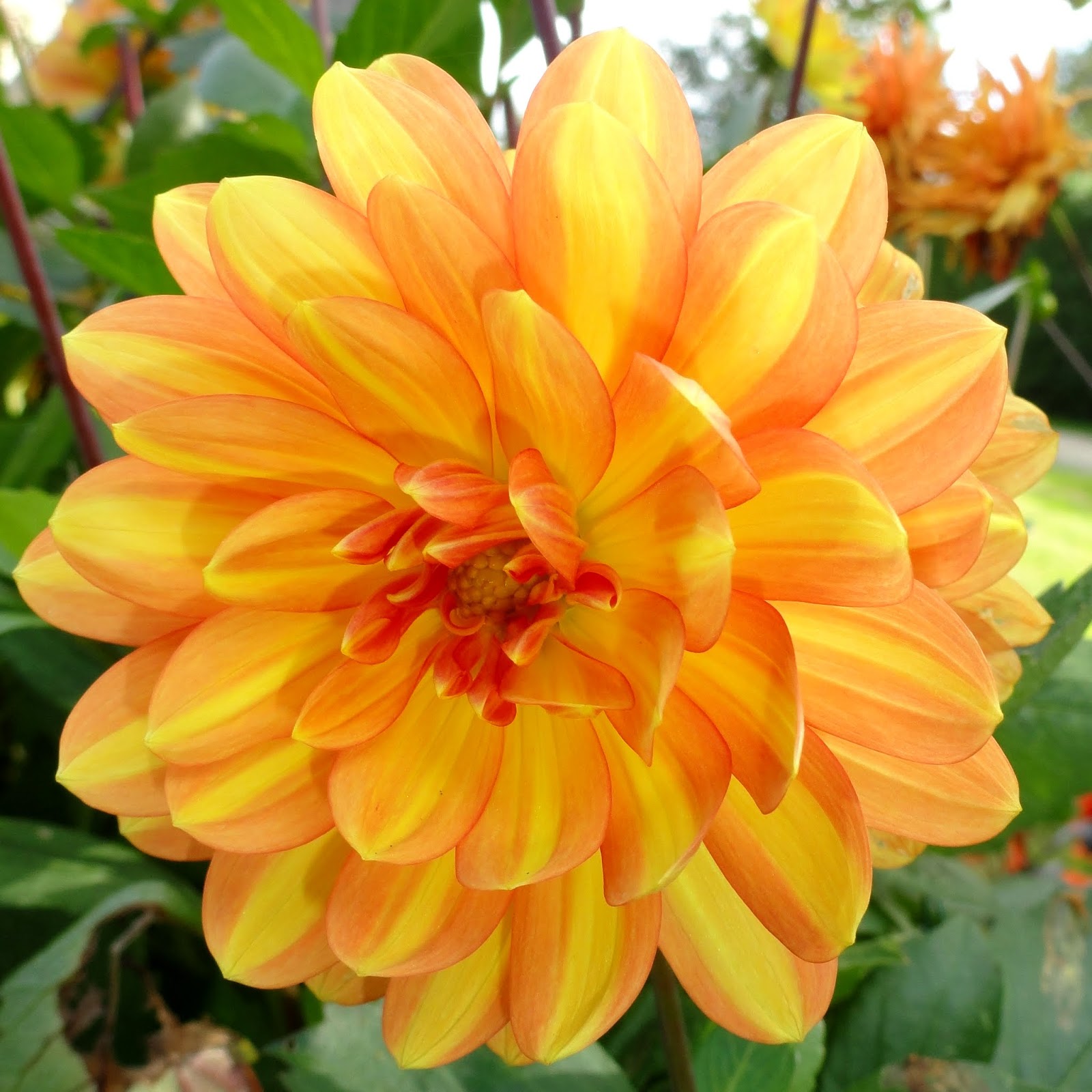 Chateau Moorhen October flowers