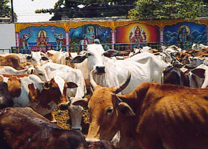 Indian Cow Photo