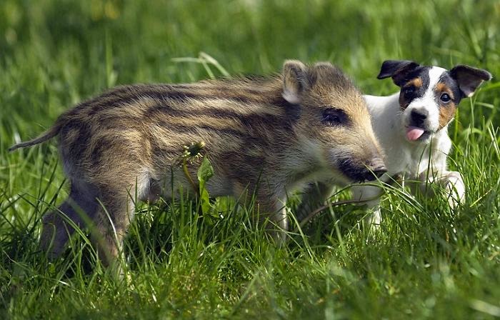 #7 Mani The Wild Boar Piglet And Candy The Dog - Unusual Animal Friendships That Are Absolutely Adorable! #7 Mani The Wild Boar Piglet And Candy The Dog - Unusual Animal Friendships That Are Absolutely Adorable!