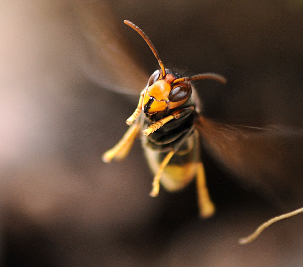 بالصور معركة النحل والدبابير البرية Bees+05