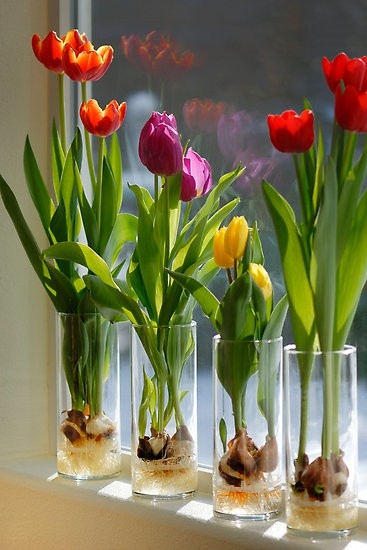 Can You Grow Vegetables Indoors In The Winter - how to grow vegetables inside in the winter