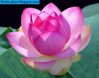 صور زهرة اللوتس صور زهرة اللوتس