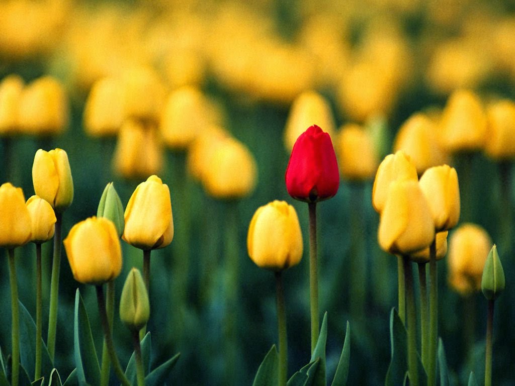 http://www.duskyswondersite.com/wp-content/uploads/2011/03/tulips-13.jpg