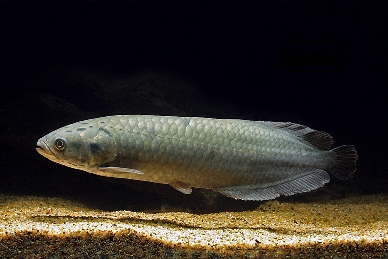 ZA FISH ACTION African arowana (Heterotis niloticus), Arowana Pemakan