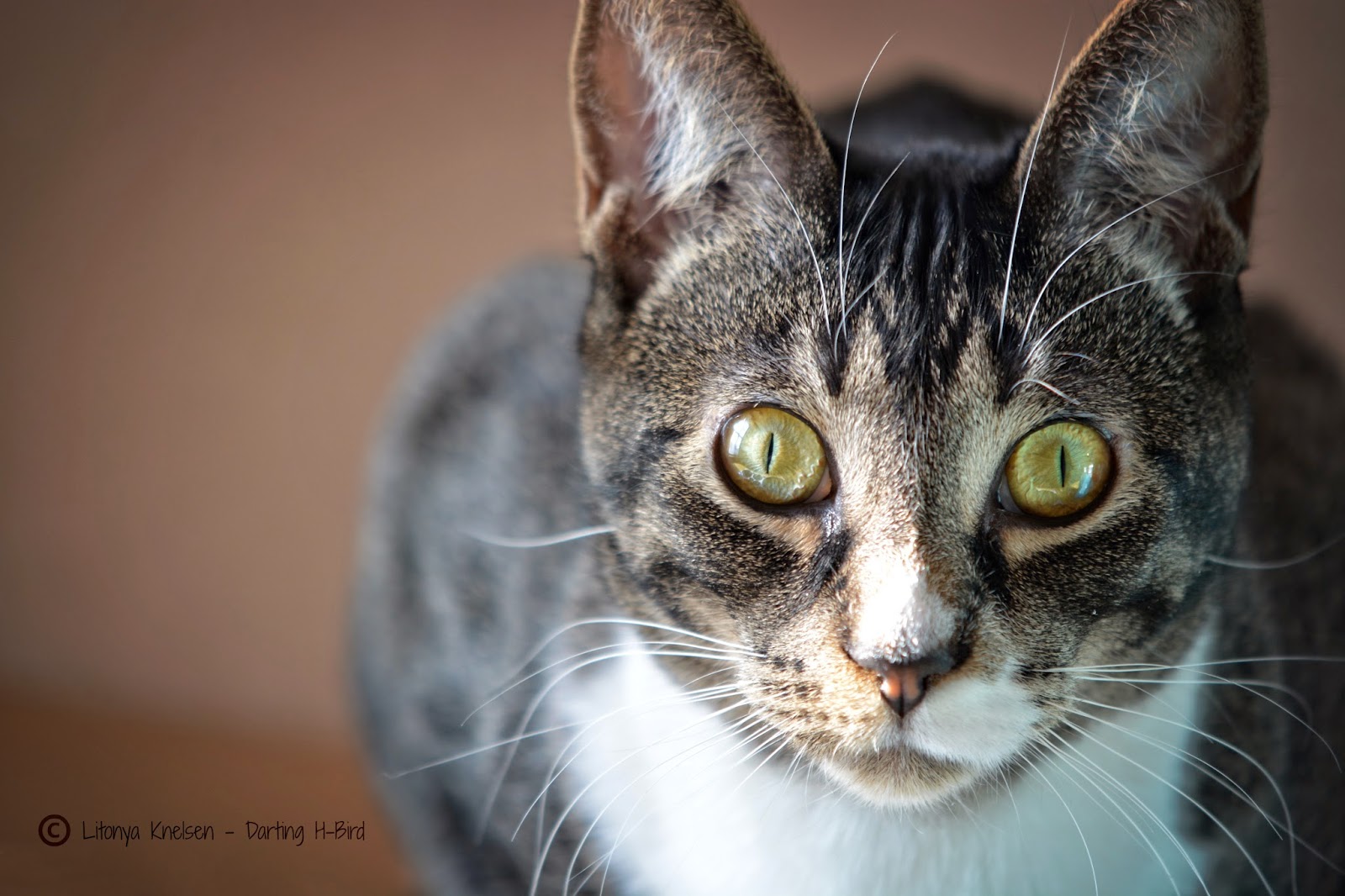 Litonya Knelsen Darting HBird Blog