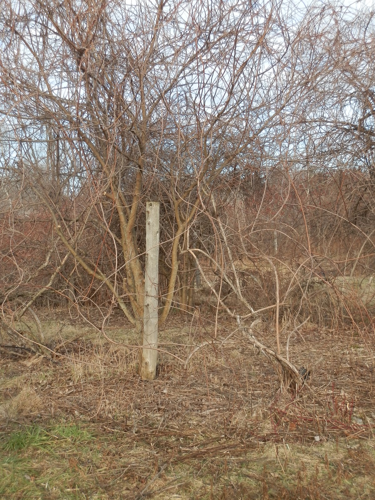Ridge Berry Farm Arctic Kiwi Trellises