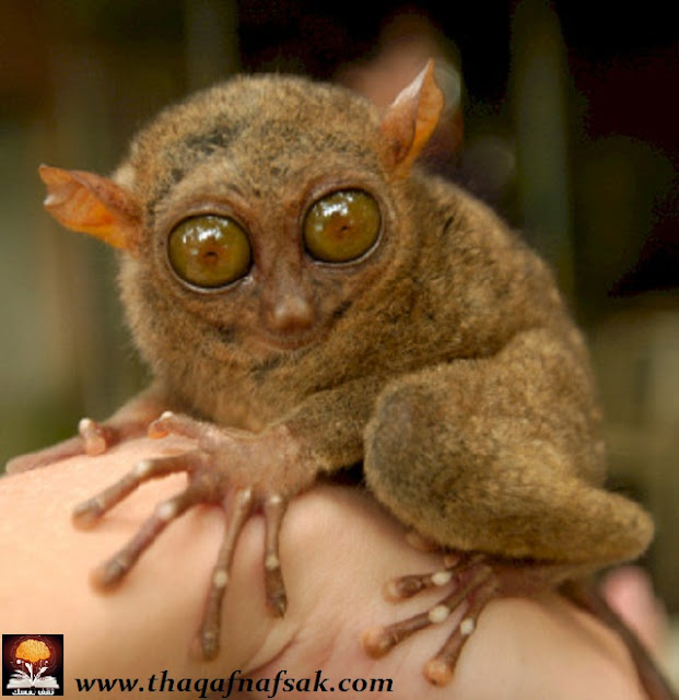 نقره لتكبير أو تصغير الصورة ونقرتين لعرض الصورة في صفحة مستقلة بحجمها الطبيعي