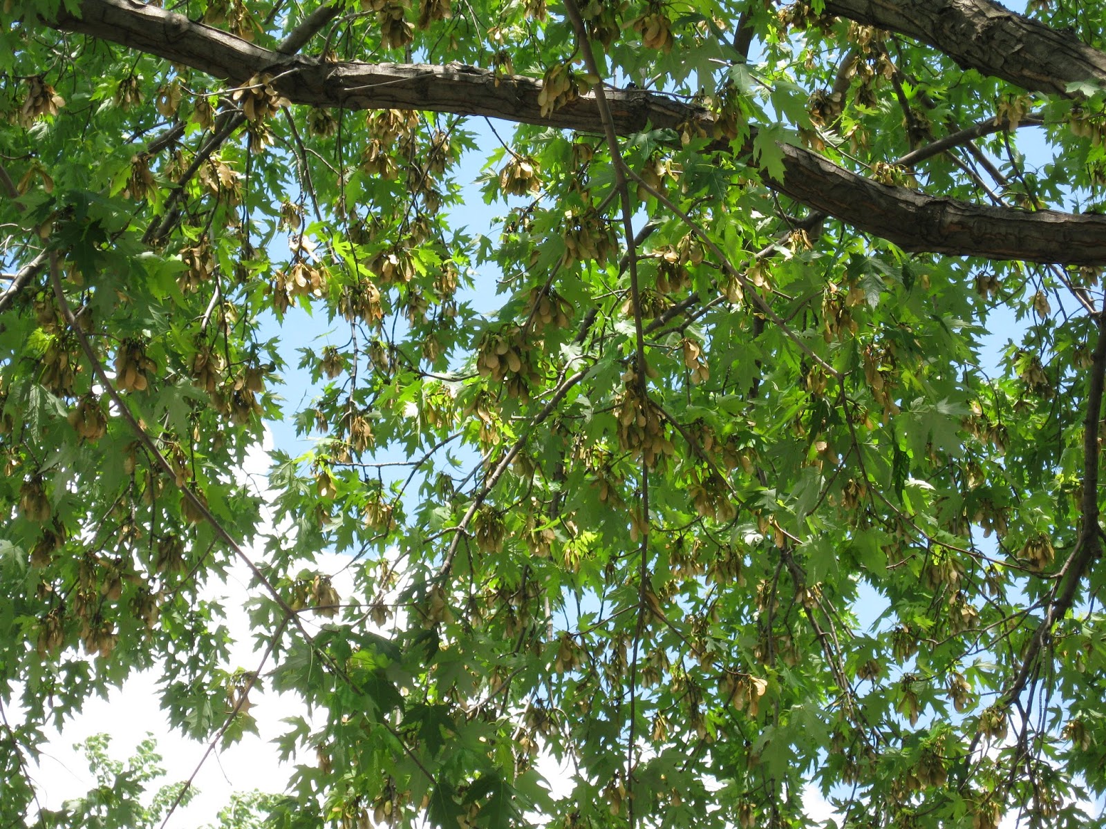 Here's a look up into one of the trees which is still holding more