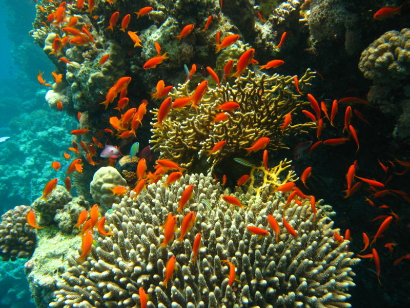 Coral Reef - Lakshadweep - Most Beautiful Natural Scenic Attractions in India