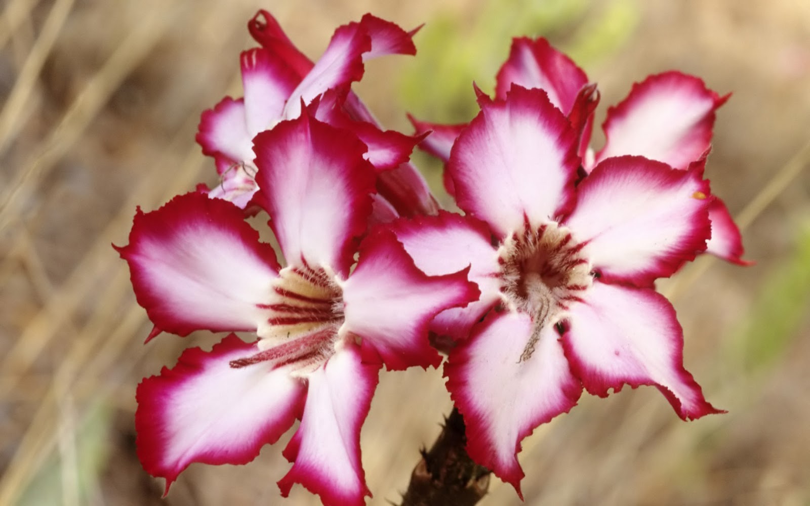 Flower Wallpaper Name | wallpapers hd desktop wallpapers free online flower Flower Wallpaper Name | wallpapers hd desktop wallpapers free online flower