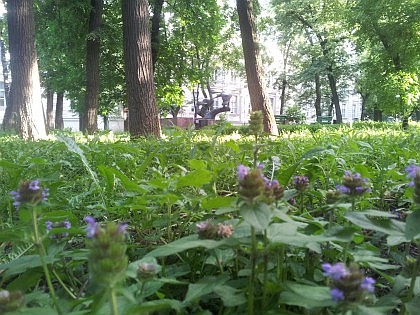 Бывший сад у Гурьевского приюта - теперь парк с фонтаном, лебедями и черепахами