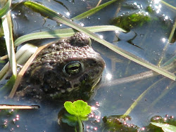 Natterjacktoad