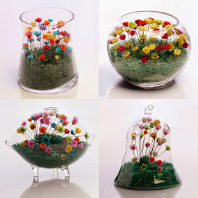 Real Live Miniature Flowers
