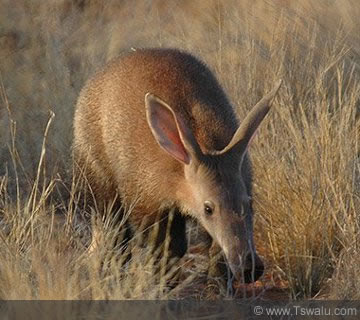 several digs faster hole animal than aardvark shovels using august africa