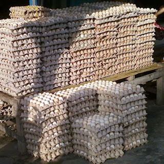Telur Ayam Arab agen telur ayam arab surabaya